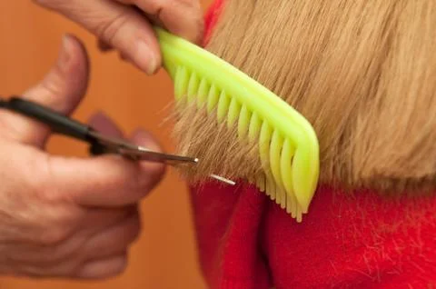 Stylist cutting split ends 写真素材