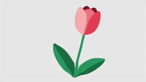 Stylized 2D Pink Tulip Flower Swaying Spring 4K Loop Alpha Stock Footage 339167259