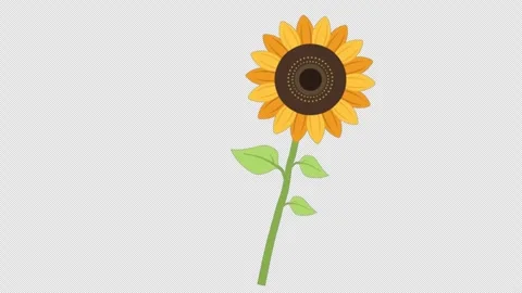 Stylized 2D Sunflower Swaying Summer Flower 4K Loop Alpha Video stock 339167399