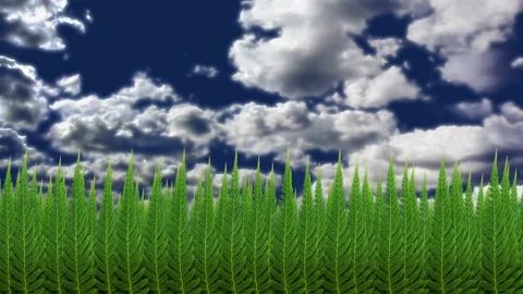 Stylized animation of a coniferous forest against the sky. Stock Footage 170117072