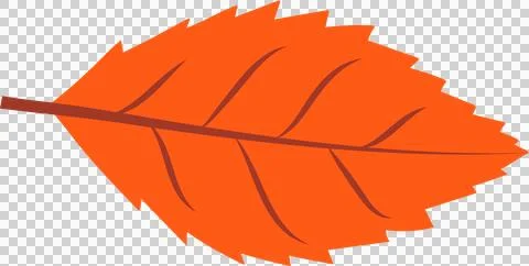 Stylized autumn leaf in flat style is showing jagged edges, orange veins on Stock Illustration