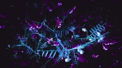 Stylized background for design or titers of bush street flowers in a dark Stock Footage 124482409