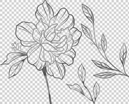 Stylized bloom with stem and leaf sprigs is appearing in line-art vector on Stock Illustration