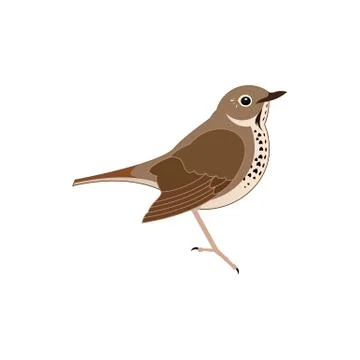 Stylized brown thrush bird vector illustration isolated on white background. Stock Illustration