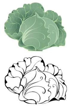 Stylized Cabbage Stock Illustration