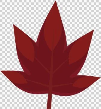Stylized deep red leaf is being shown on transparent background, flat design Stock Illustration