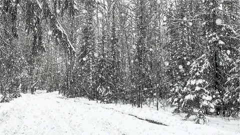 Stylized drawing, CINEMAGRAPH, 4k, falling snow in the winter forest, loop Stock Footage 80325468