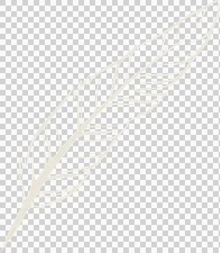 Stylized feather sketch is floating on transparent background, highlighting Stock Illustration