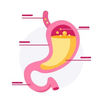 Stylized flat design vector illustration of a human stomach with gastric acid 스톡 일러스트