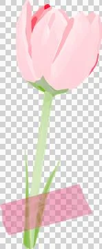 Stylized flat illustration is showing pink tulip standing on transparent Stock Illustration