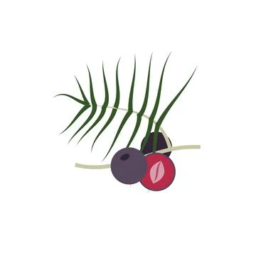 Stylized Flat Vector Acai Berry Cluster with Palm Leaf Illustration Stock Illustration