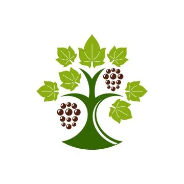 Stylized grape tree in color vector illustration isolated on the white backgr Ilustração Stock