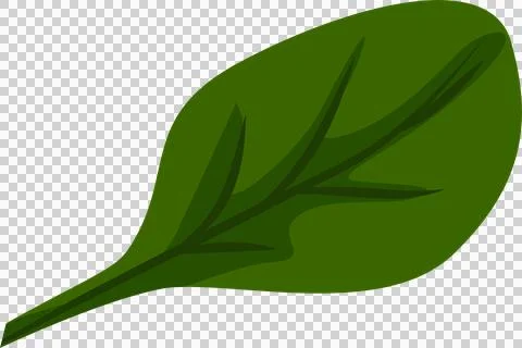 Stylized green leaf is being shown in flat design with veins and wavy edges, Stock Illustration