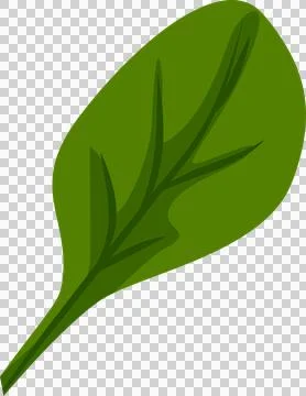 Stylized green leaf is floating in vector art with darker green veins on 스톡 일러스트