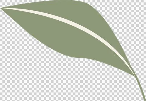 Stylized leaf design is being displayed flat, showing green midrib stripe on Stock Illustration