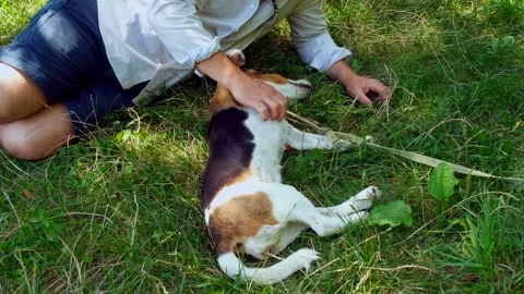 Stylized man petting a cute beagle dog on green grass in summer garden. Stock Footage 328357574