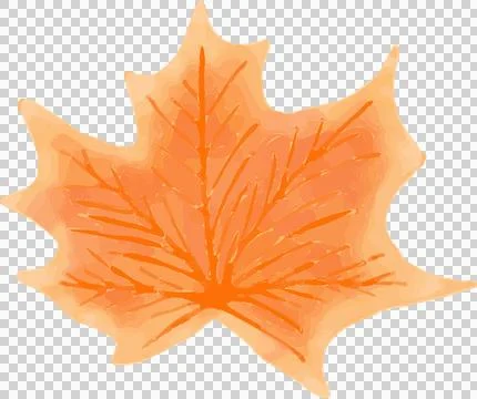 Stylized maple leaf is displaying watercolor texture with vein patterns on Stock Illustration