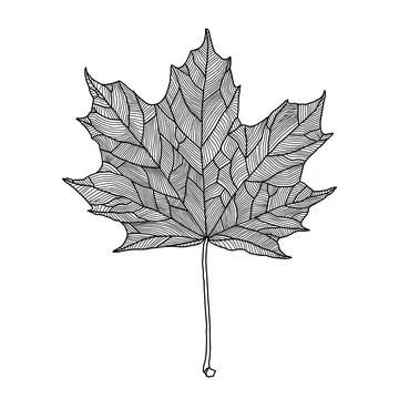 Stylized maple leaf line drawing with decorative veining vector art illustration 스톡 일러스트