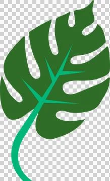 Stylized monstera leaf illustration floating on transparent background with Stock Illustration