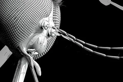 Stylized Mosquito Head Close Up Illustrazione stock