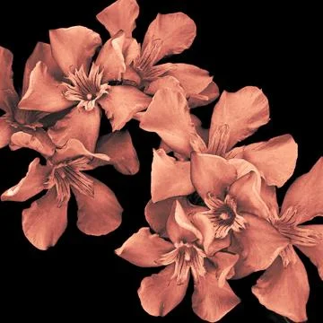 Stylized NERIUM OLEANDER texture on black background Stock Photos