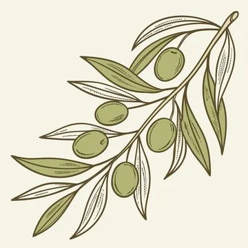 Stylized Olive Branch with Fruit Vector Illustration Stock Illustration