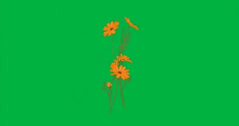 Stylized orange daisy bouquet condensing and focusing aura as glow pulses on Stock Footage 317283741