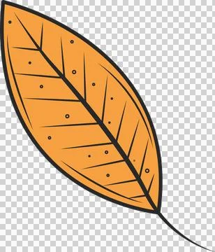 Stylized orange leaf is floating in vector art with outline and veins on Stock Illustration