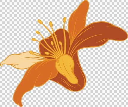 Stylized orange lily is blooming in flat design, showing yellow stamens, Stock Illustration