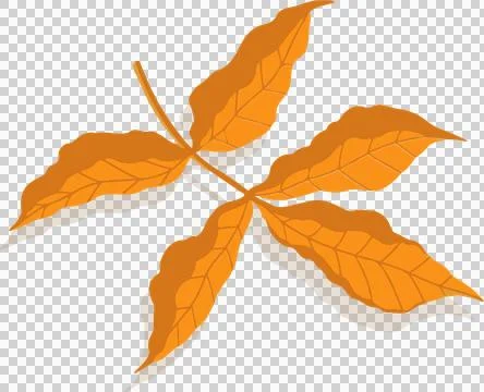 Stylized orange vector leaf is floating over transparent background with five Ilustração Stock