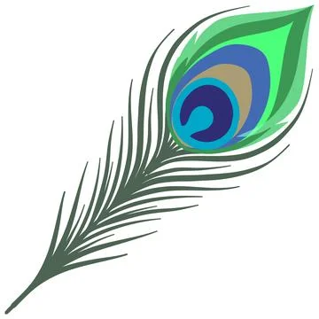 Stylized Peacock Feather Vector Illustration Isolated on White Background 스톡 일러스트