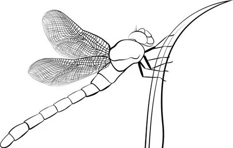 Stylized predatory  insect dragonfly isolated on white Stock Illustration