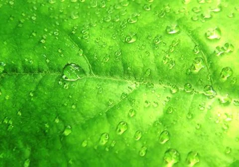 Stylized raindrops on a green leaf. Stock-Fotos
