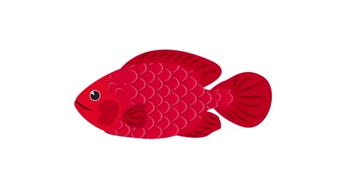 Stylized Red Tropical Fish Icon Isolated on Plain White Background for Animation Stock Footage 345931099