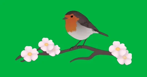 Stylized robin-like bird perching on branch for design with pink blooms on Stock Footage 317480117