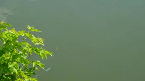 Stylized shot of fresh river fish hooked on line jumping out of water. Video stock 328357630