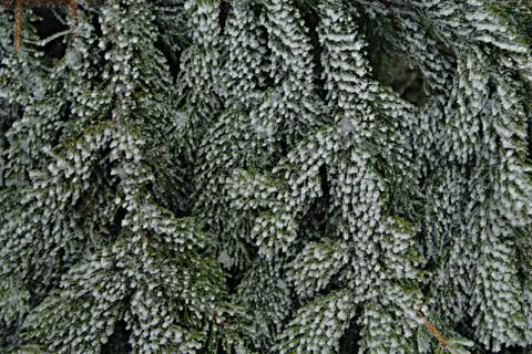Stylized slippery pine needles Foto stock