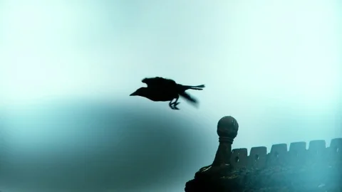 Stylized spooky shot of an old crow taking flight in slow motion off an old Stock Footage 81312955