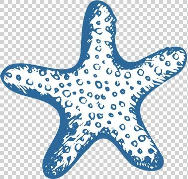 Stylized starfish shape floating on transparent background, showing blue outline Illustrazione stock