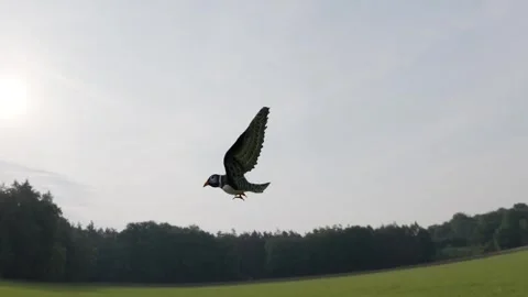 Stylized Swallow Flying Over Forest with Dynamic Camera Zoom Stock Footage 341717194