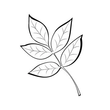 A stylized tree leaf. Vector illustration of a hand-drawn plant with lines. Stock Illustration