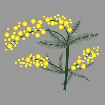 A stylized vector mimosa branch Stock Illustration