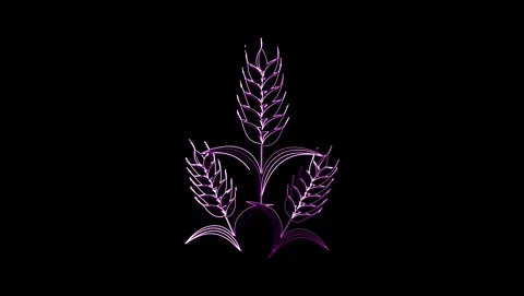 Stylized Wheat Ears with Pink Outline on Black stalks Stock Footage 318213916