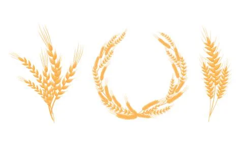 Stylized Wheat Head or Spikes Isolated on White Background Vector Set Stock Illustration