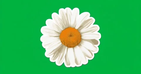 Stylized white daisy remaining centered against blue mosaic backdrop on Stock Footage 317284787