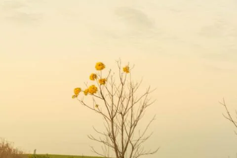 Stylized yellow ipe tree in late evening image 01 Stock Photos