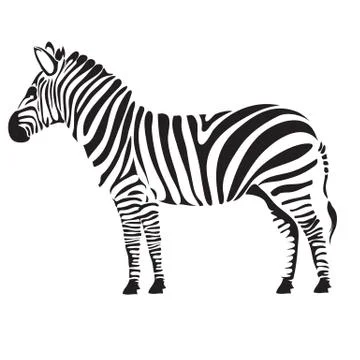 Stylized zebra, isolated object on white background, vector illustration, Stock Illustration