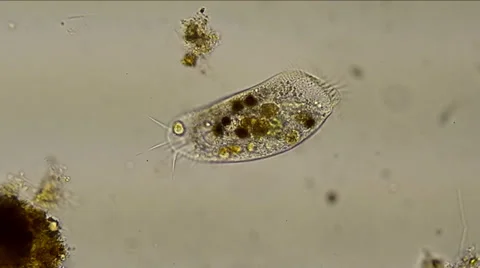 Stylonchia hypotrich Video stock 35476375