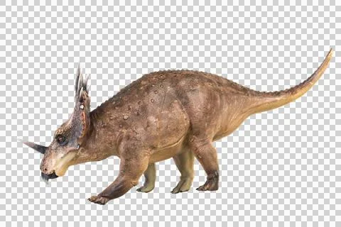 Styracosaurus dinosaur on isolated background Stock Photos