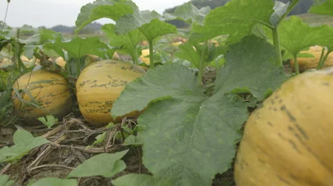 Styrian Pumpkin (Canon Log) Stock Footage 54369663
